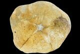 Miocene Fossil Echinoid (Clypeaster) - Taza, Morocco #114600-2